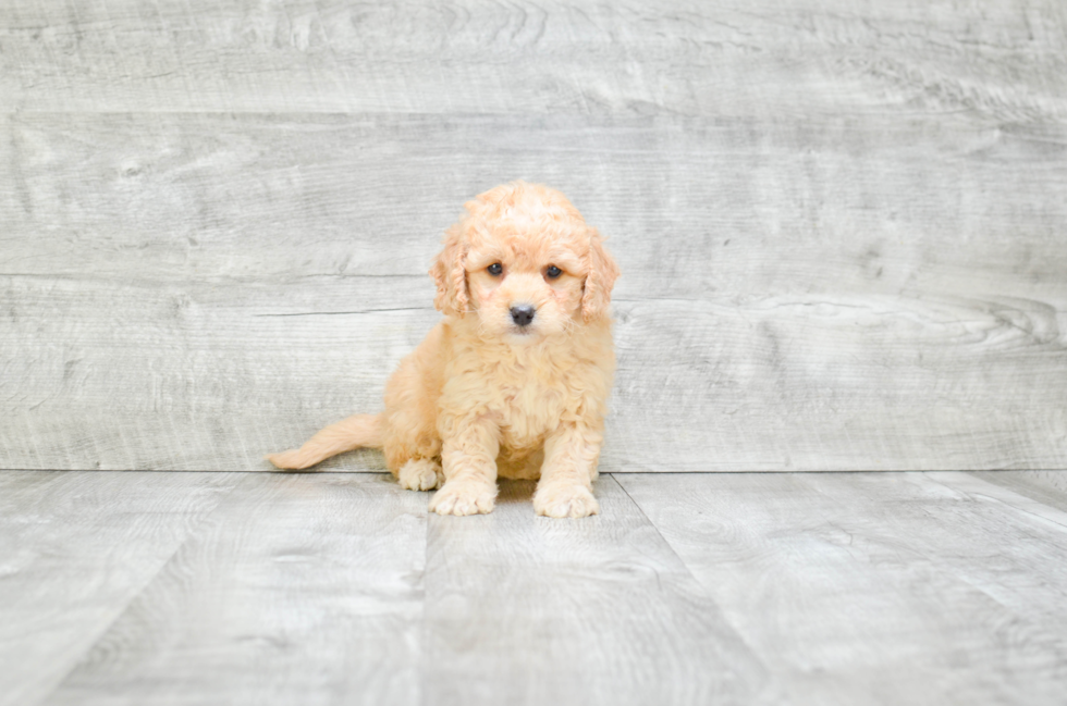 Funny Mini Goldendoodle Poodle Mix Pup