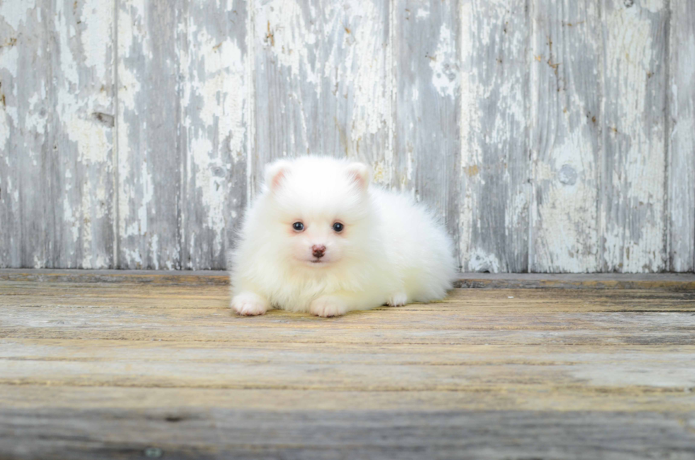 Pomeranian Pup Being Cute