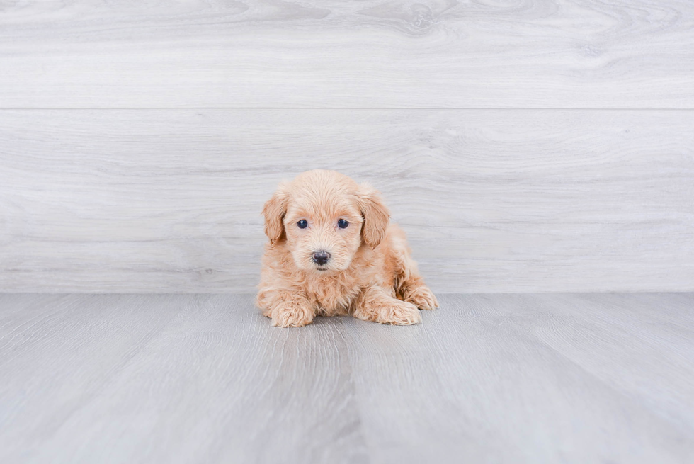 Funny Maltipoo Poodle Mix Pup