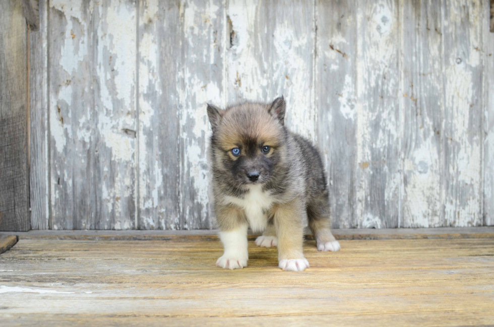 Pomsky Pup Being Cute