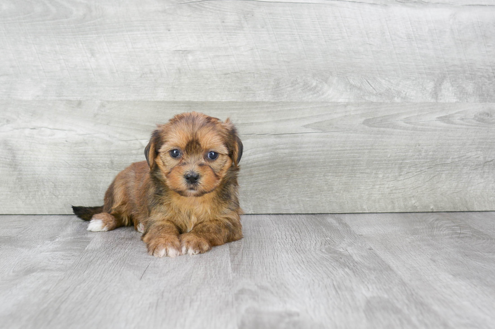 Little Shorkie Designer Puppy