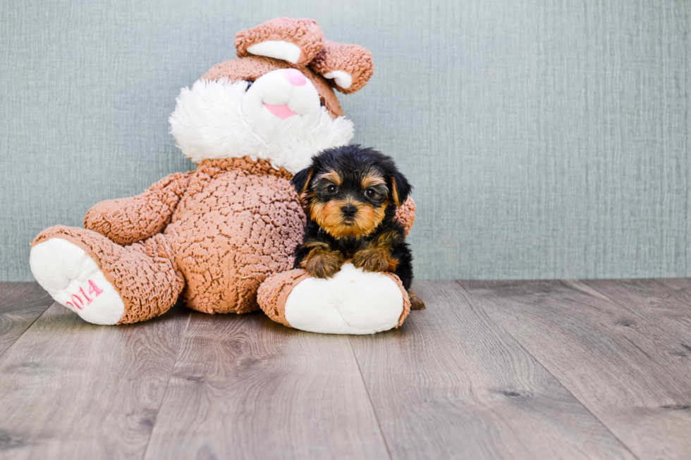 Meet Nugget - our Yorkshire Terrier Puppy Photo 