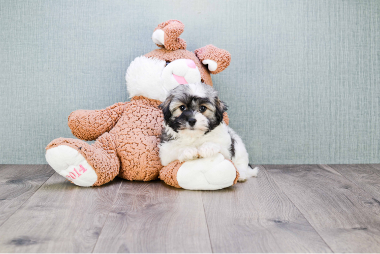 Akc Registered Havanese Purebred Pup