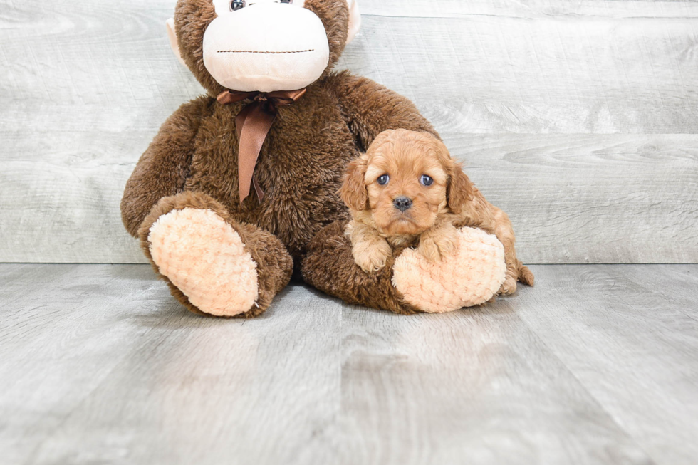 Adorable Cavoodle Poodle Mix Puppy