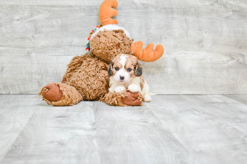 Cavachon Pup Being Cute