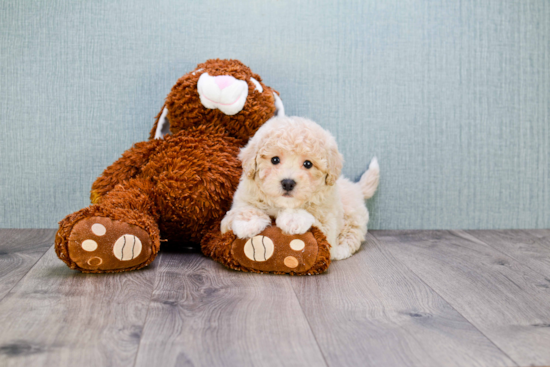 Best Maltipoo Baby