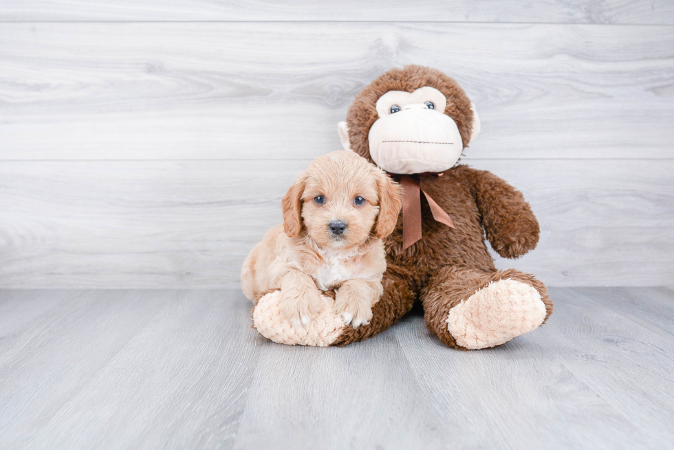 Cavapoo Puppy for Adoption