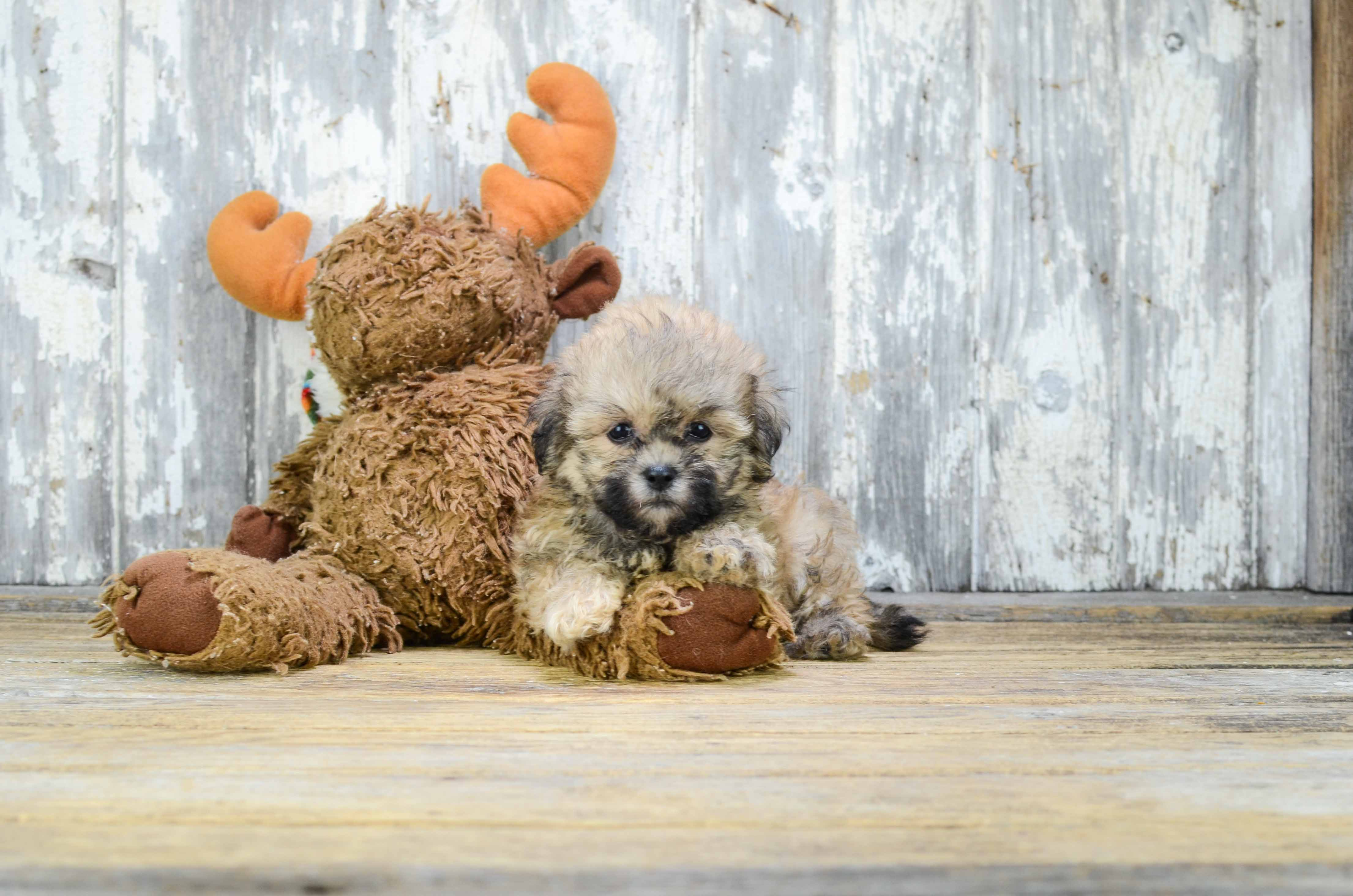 Playful Shichon Designer Puppy
