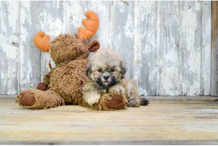 Playful Shichon Designer Puppy