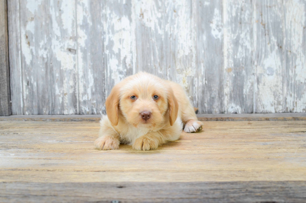 Energetic Labrador Poodle Mix Puppy