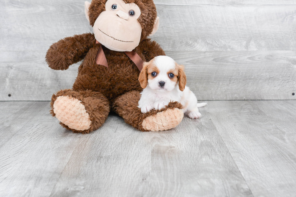 Best Cavalier King Charles Spaniel Baby