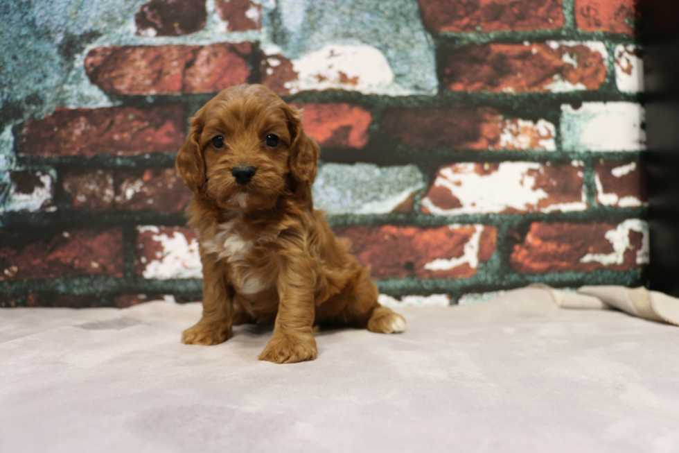 Small Cavapoo Baby