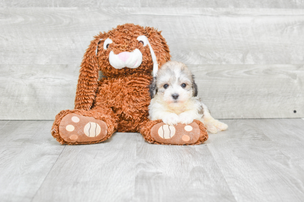 Popular Havanese Baby