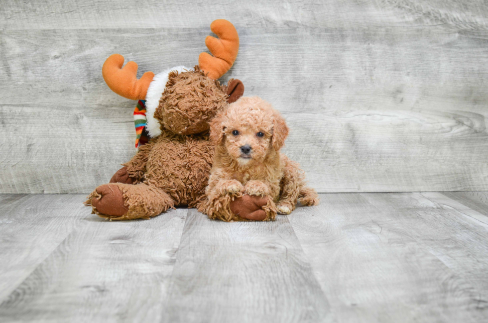 Little Cavoodle Poodle Mix Puppy