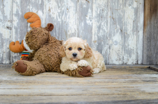 Energetic Cavalier Designer Puppy