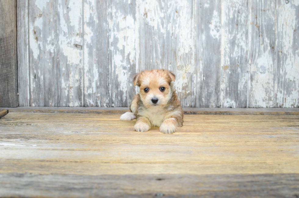 Playful Yorkie Designer Puppy