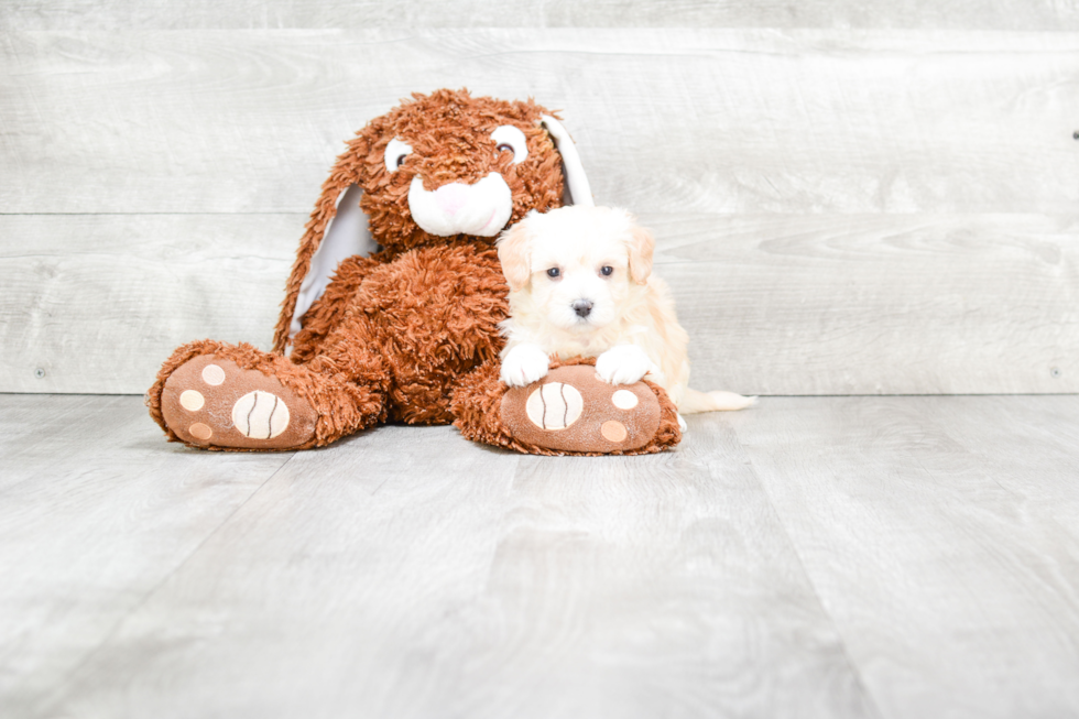 Best Maltipoo Baby