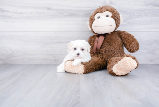 Best Maltipoo Baby