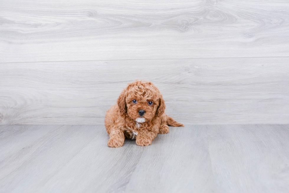 Cavapoo Puppy for Adoption