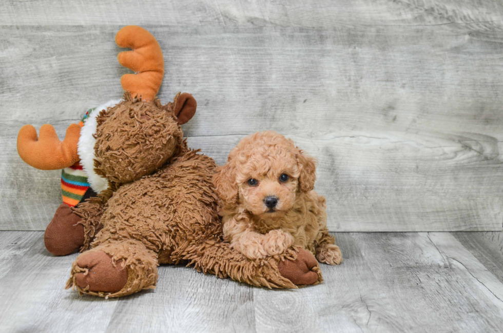 Poodle Puppy for Adoption