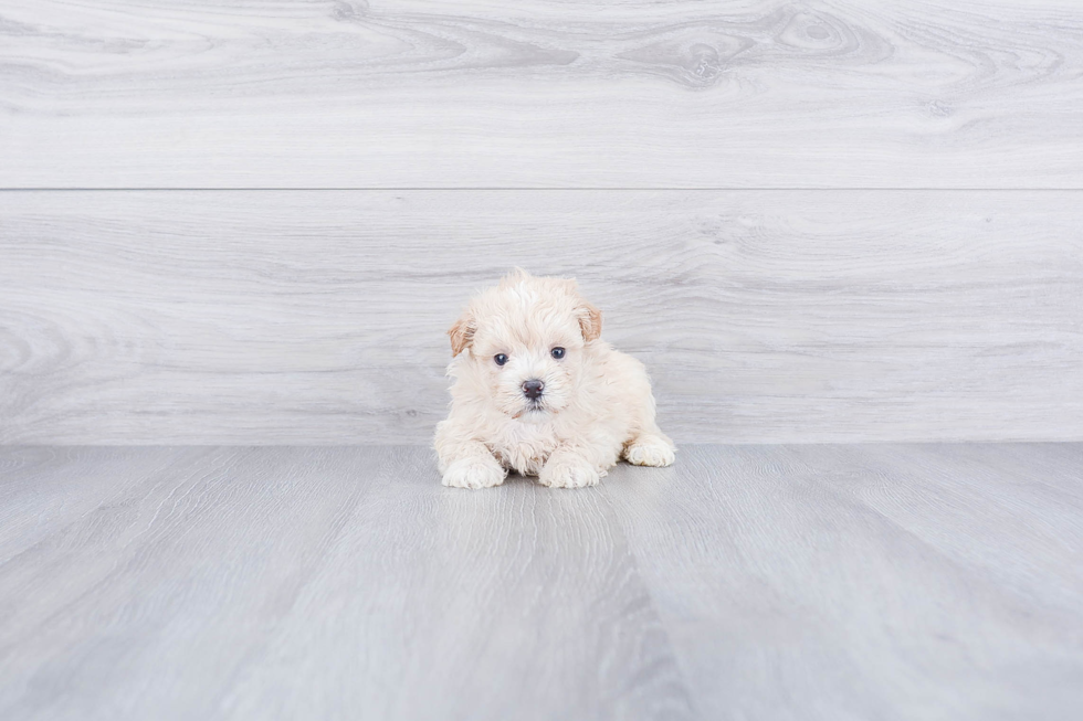 Energetic Maltepoo Poodle Mix Puppy