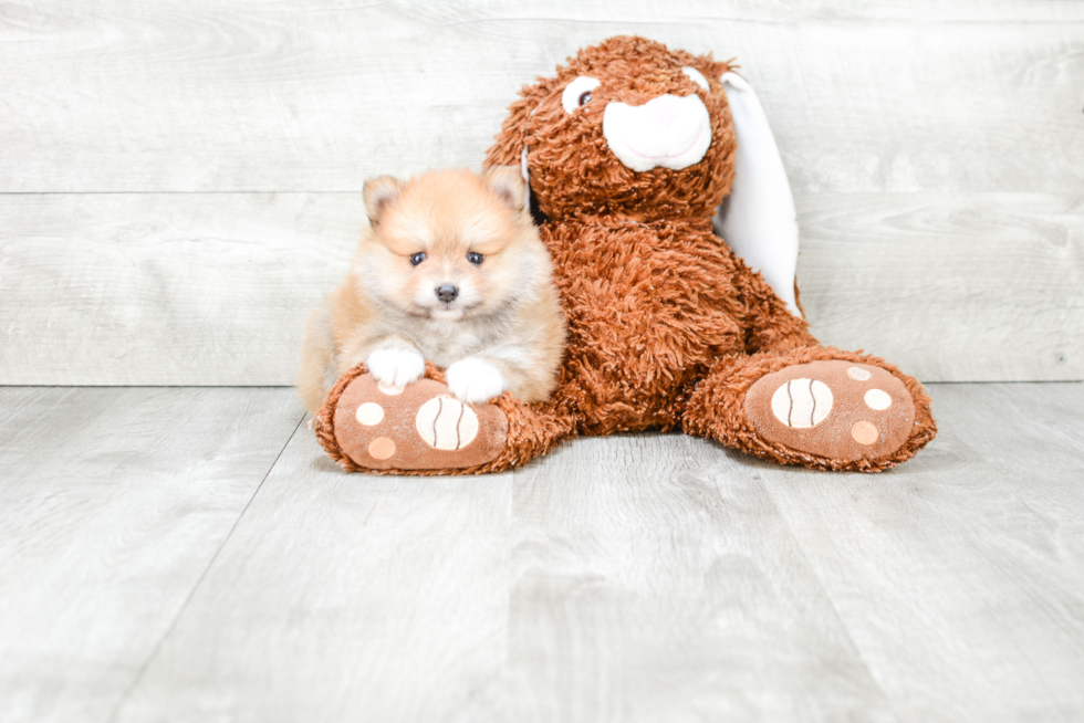 Pomeranian Pup Being Cute