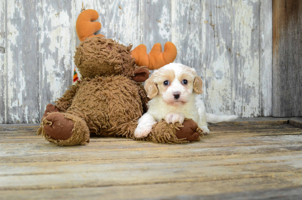 Cavachon Pup Being Cute