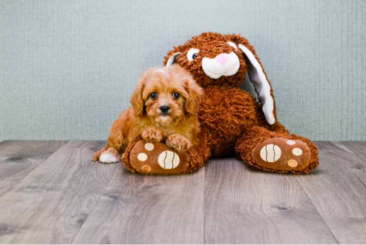 Cavapoo Pup Being Cute