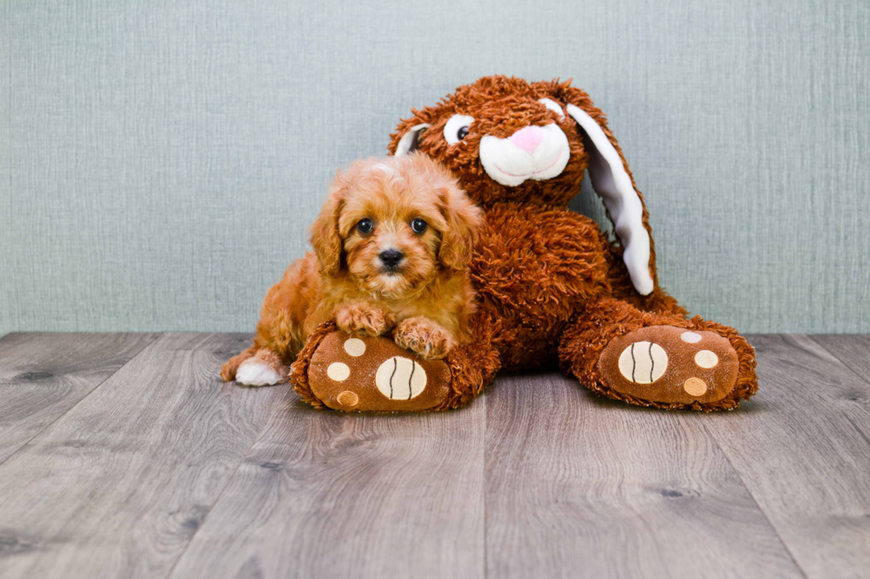 Cavapoo Pup Being Cute