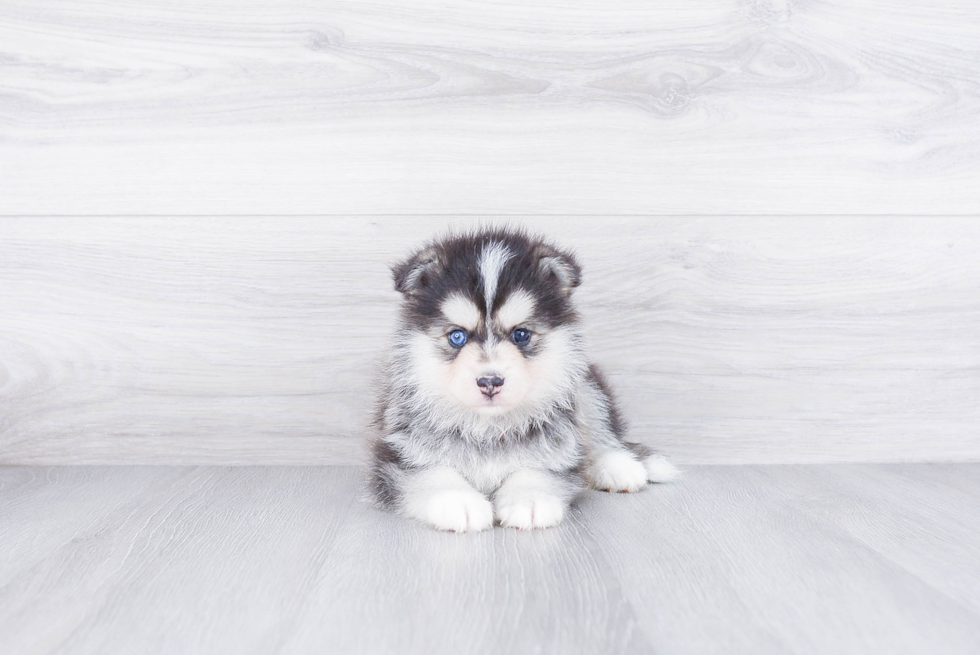 Best Pomsky Baby