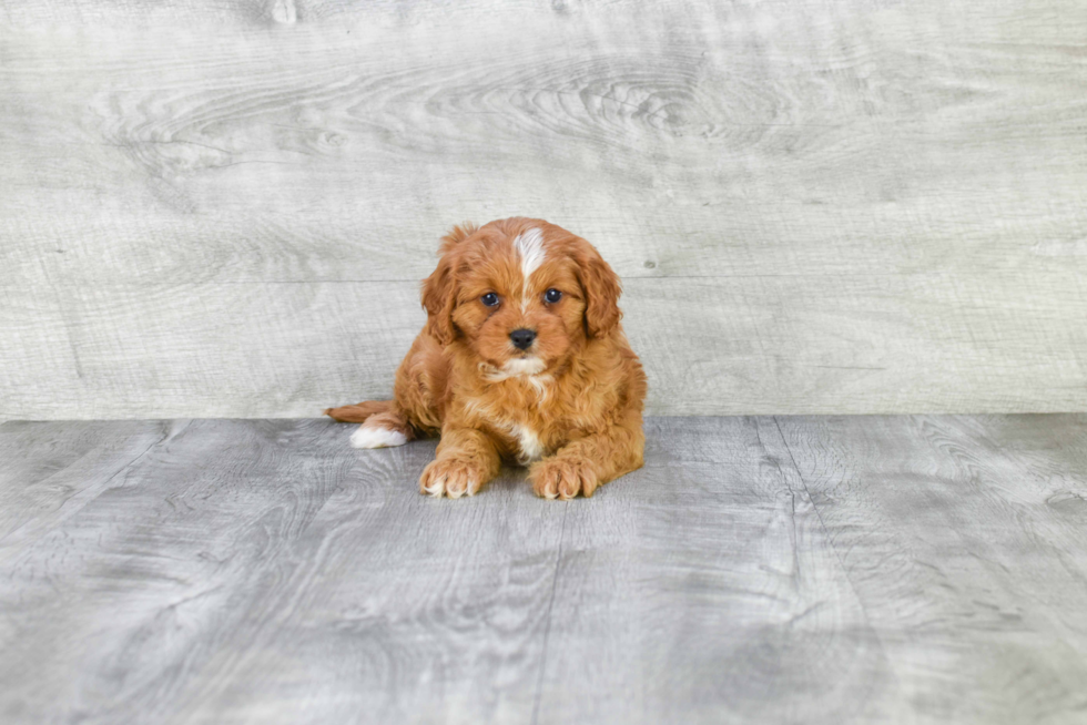 Cavapoo Pup Being Cute