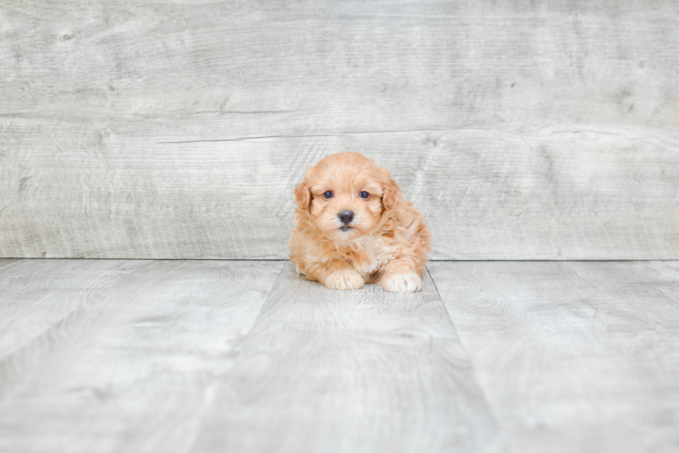 Maltipoo Pup Being Cute