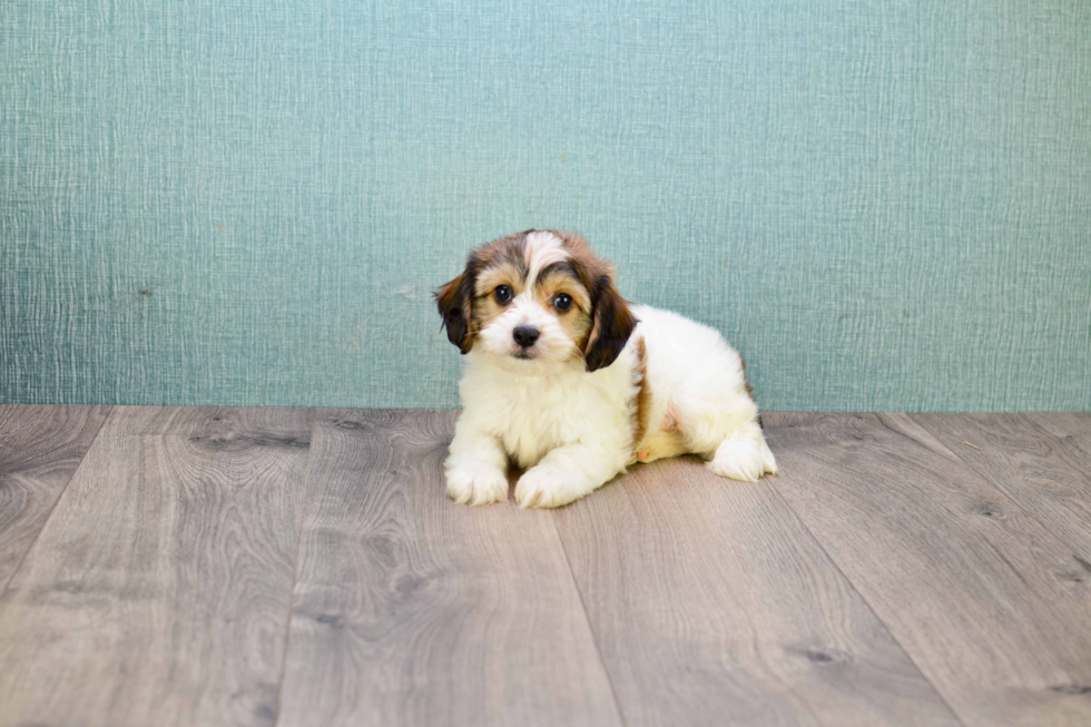 Popular Cavachon Designer Pup