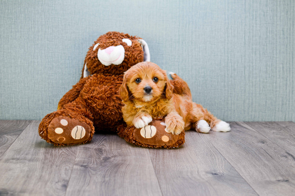 Best Cavapoo Baby