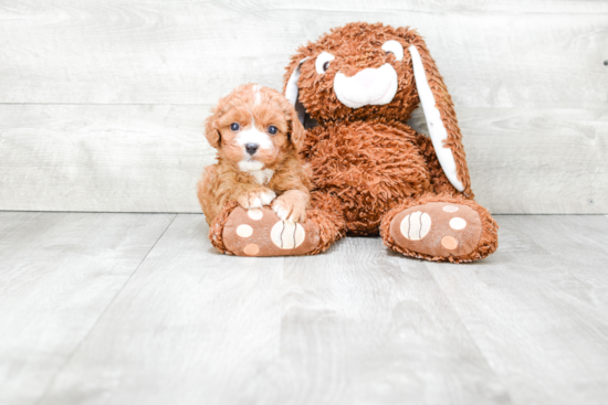 Popular Cavapoo Poodle Mix Pup