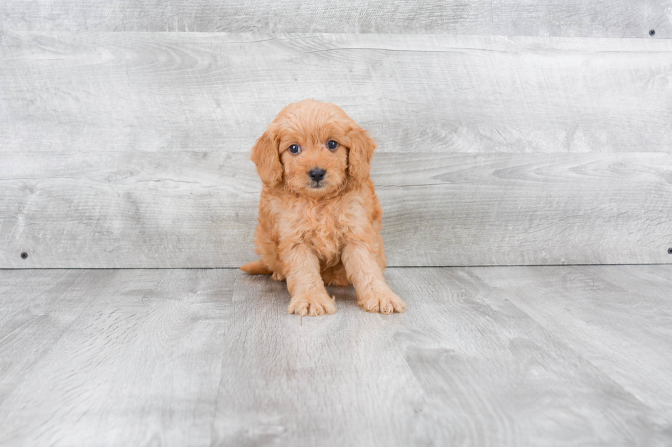 Playful Golden Retriever Poodle Mix Puppy