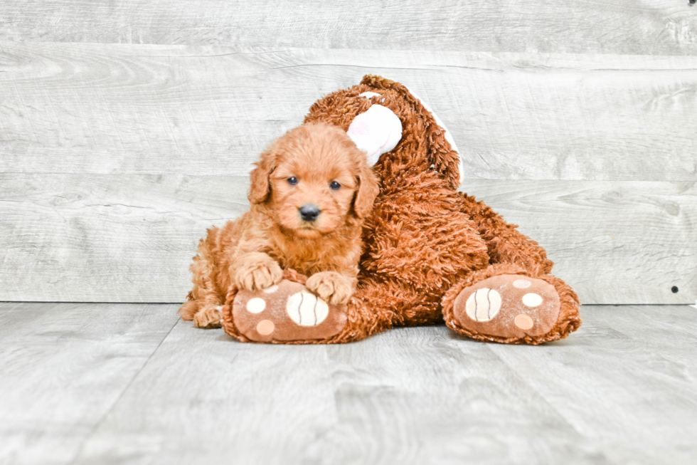 Fluffy Mini Goldendoodle Poodle Mix Pup