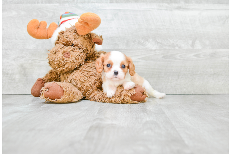 Best Cavalier King Charles Spaniel Baby