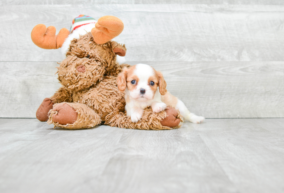 Best Cavalier King Charles Spaniel Baby