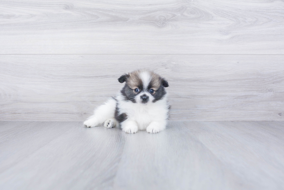 Popular Pomeranian Purebred Pup