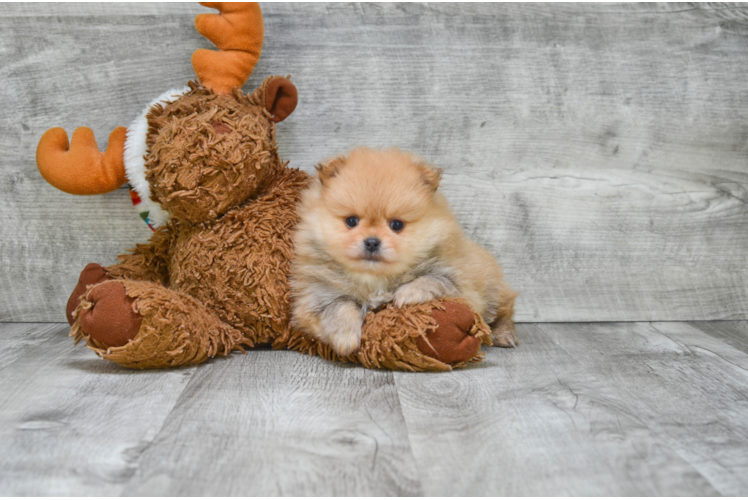 Pomeranian Puppy for Adoption