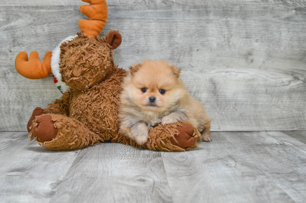 Pomeranian Puppy for Adoption