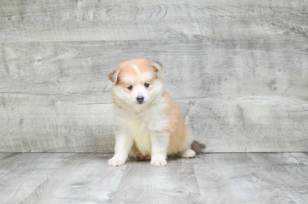 Pomsky Pup Being Cute