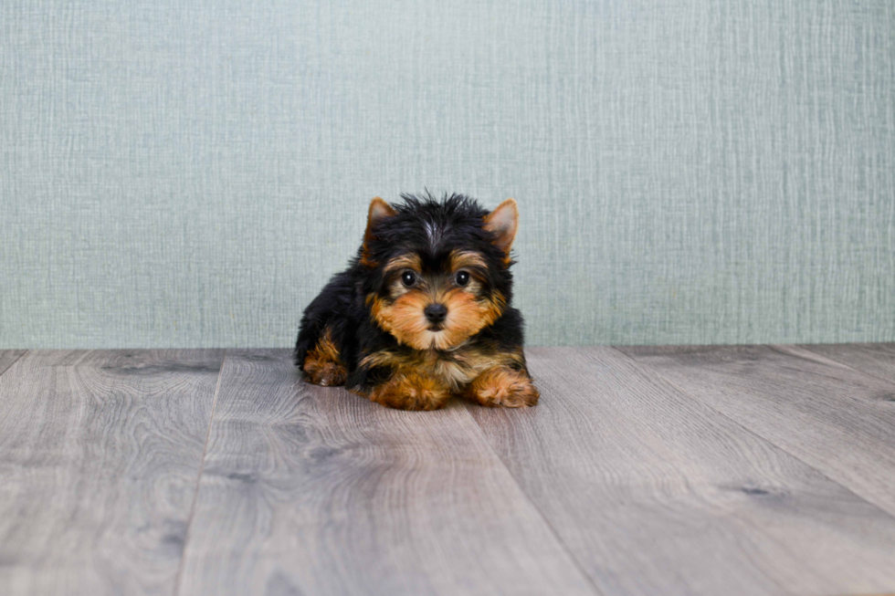 Meet Avery - our Yorkshire Terrier Puppy Photo 