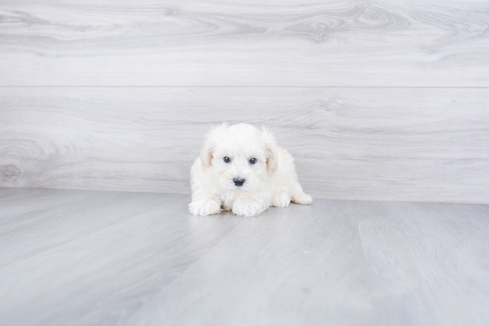 Maltipoo Pup Being Cute