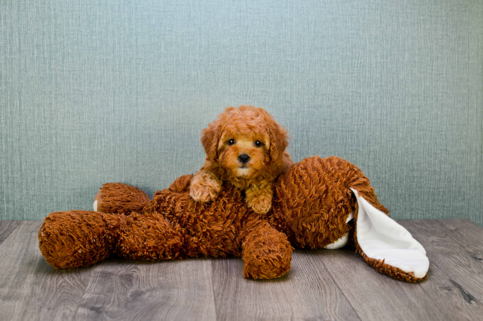 Best Cavapoo Baby