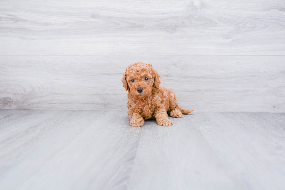 Petite Mini Goldendoodle Poodle Mix Pup