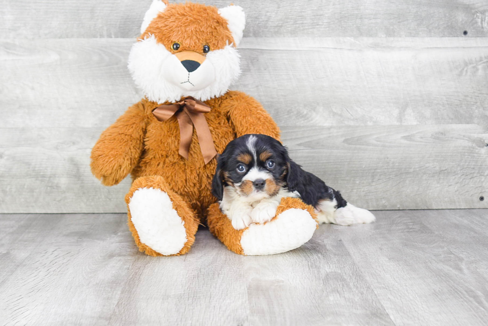 Cavalier King Charles Spaniel Puppy for Adoption