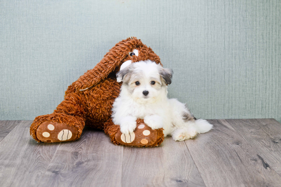 Akc Registered Havanese Baby