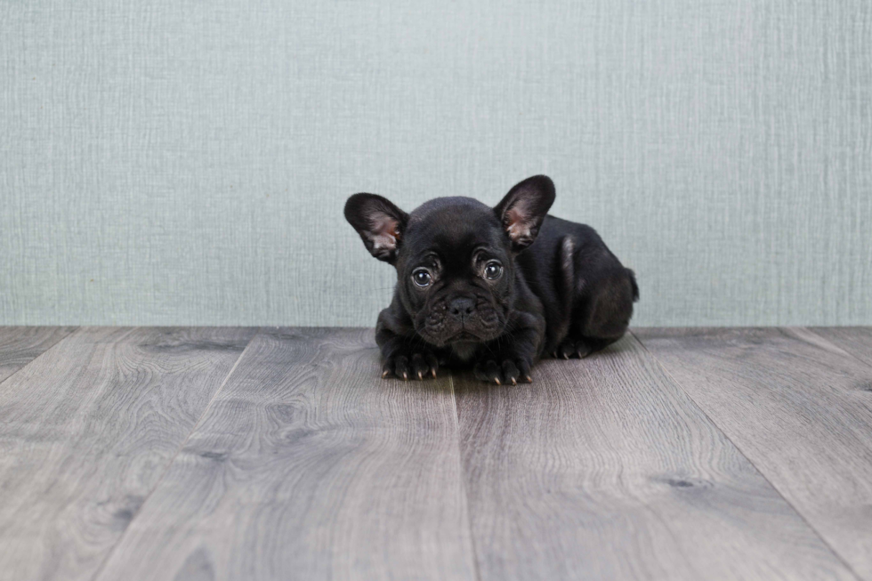 Popular French Bulldog Purebred Pup